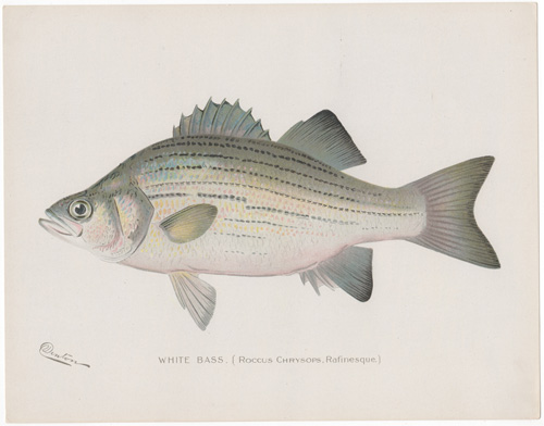 THE WHITE BASS